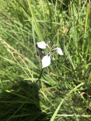 Moraea pubiflora