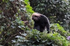 Semnopithecus johnii