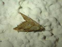 Scybalistodes periculosalis