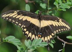 Heraclides pallas bajaensis