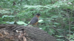 Cossypha dichroa dichroa