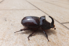 Oryctes nasicornis corniculatus