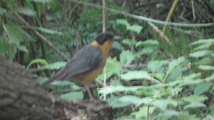 Cossypha dichroa dichroa