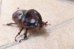 Oryctes nasicornis corniculatus