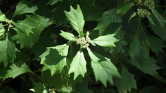 Gymnanthemum capense