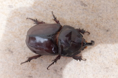 Oryctes nasicornis corniculatus