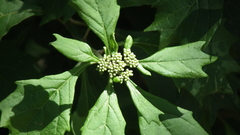 Gymnanthemum capense