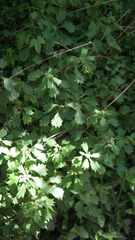 Gymnanthemum capense