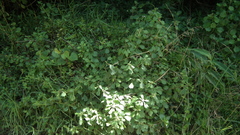 Gymnanthemum capense