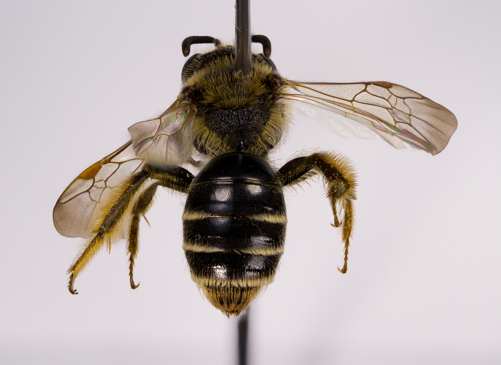 Andrena ilicis