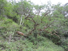 Burseraceae