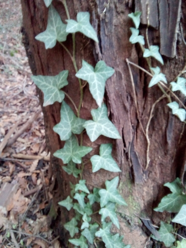 Common ivy