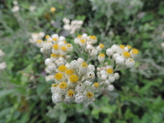 Helichrysum panduratum