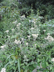 Helichrysum panduratum