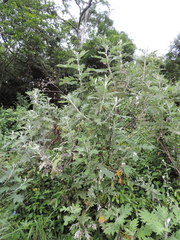 Berkheya bipinnatifida bipinnatifida