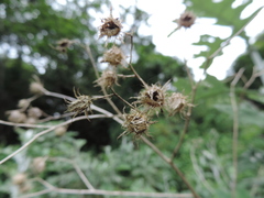 Berkheya bipinnatifida bipinnatifida