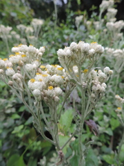 Helichrysum panduratum