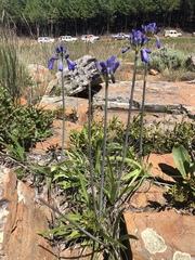 Agapanthus inapertus
