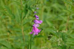 Gladiolus imbricatus