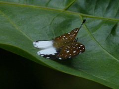 Ithomiola tanos