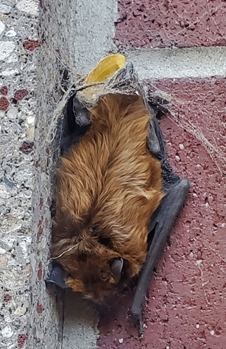 Big Brown Bat photographed in Montana