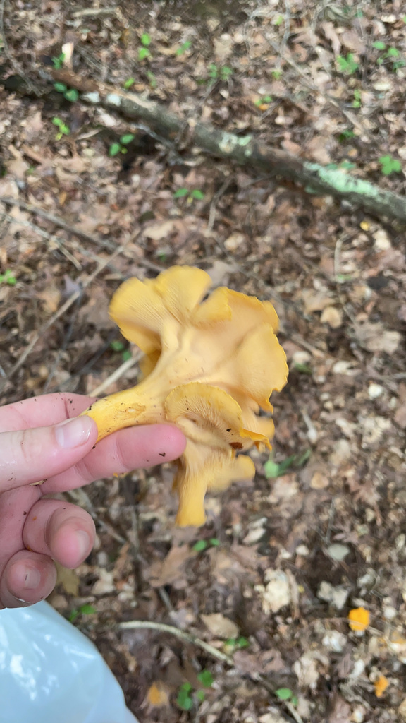 Cantharellus sect sublaeves from hardinsburg ky us on july 18 2023