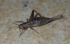 Arachnocephalus vestitus