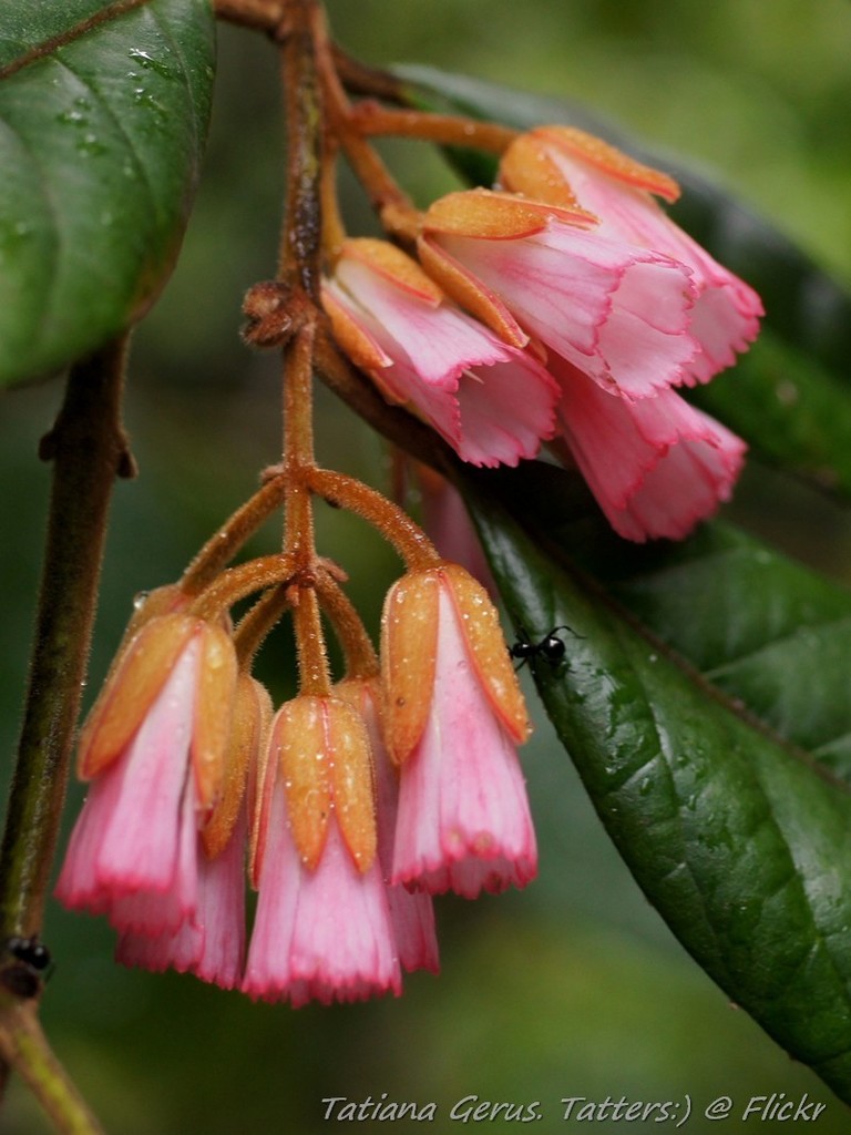 carabeens