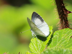 Udara akasa