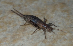 Arachnocephalus vestitus