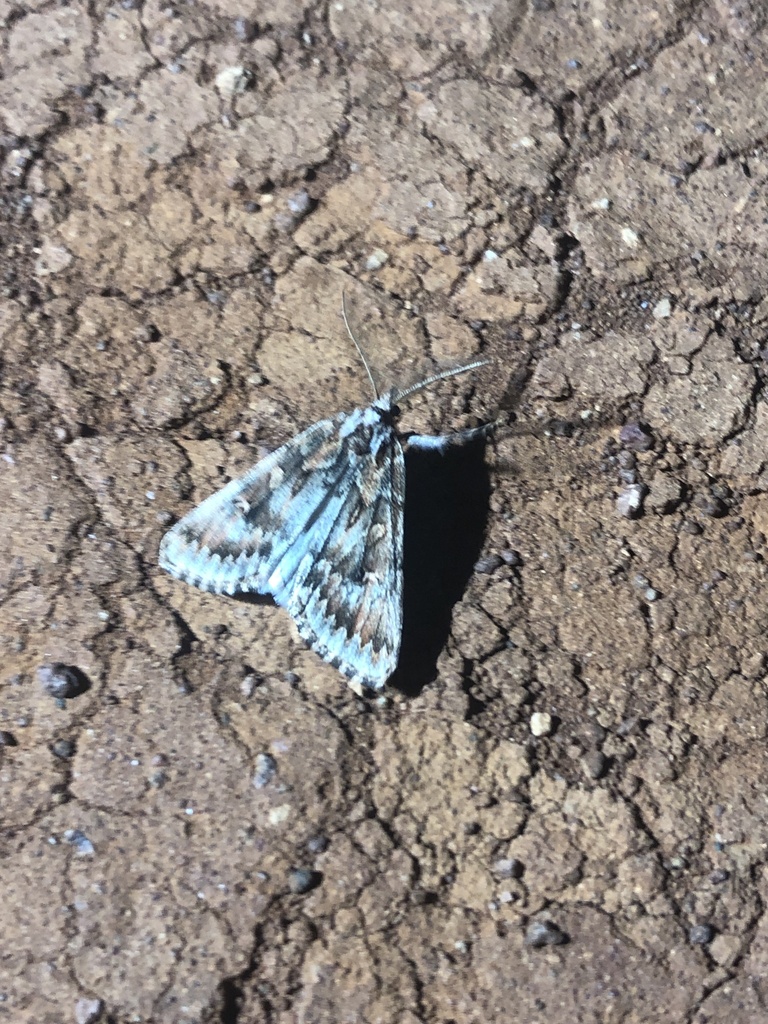 Eremochroa macropa