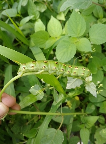 White-lined Sphinx (Hyles lineata)
