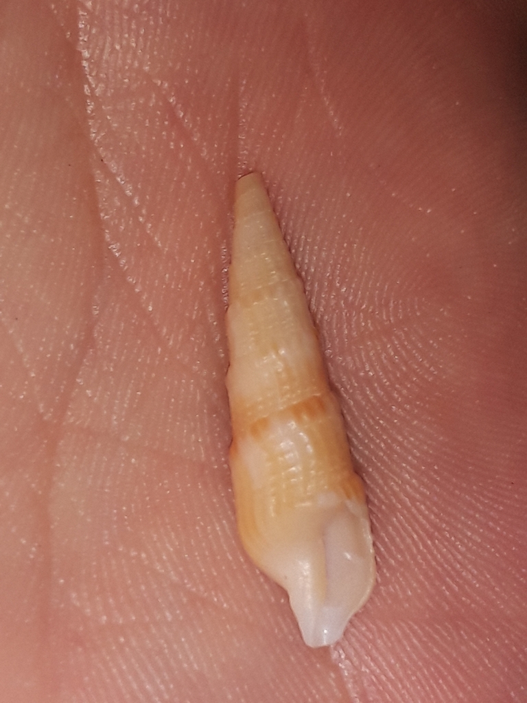 Neoterebra specillata