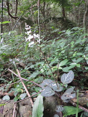 Plectranthus oertendahlii