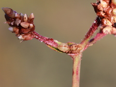 Udara akasa