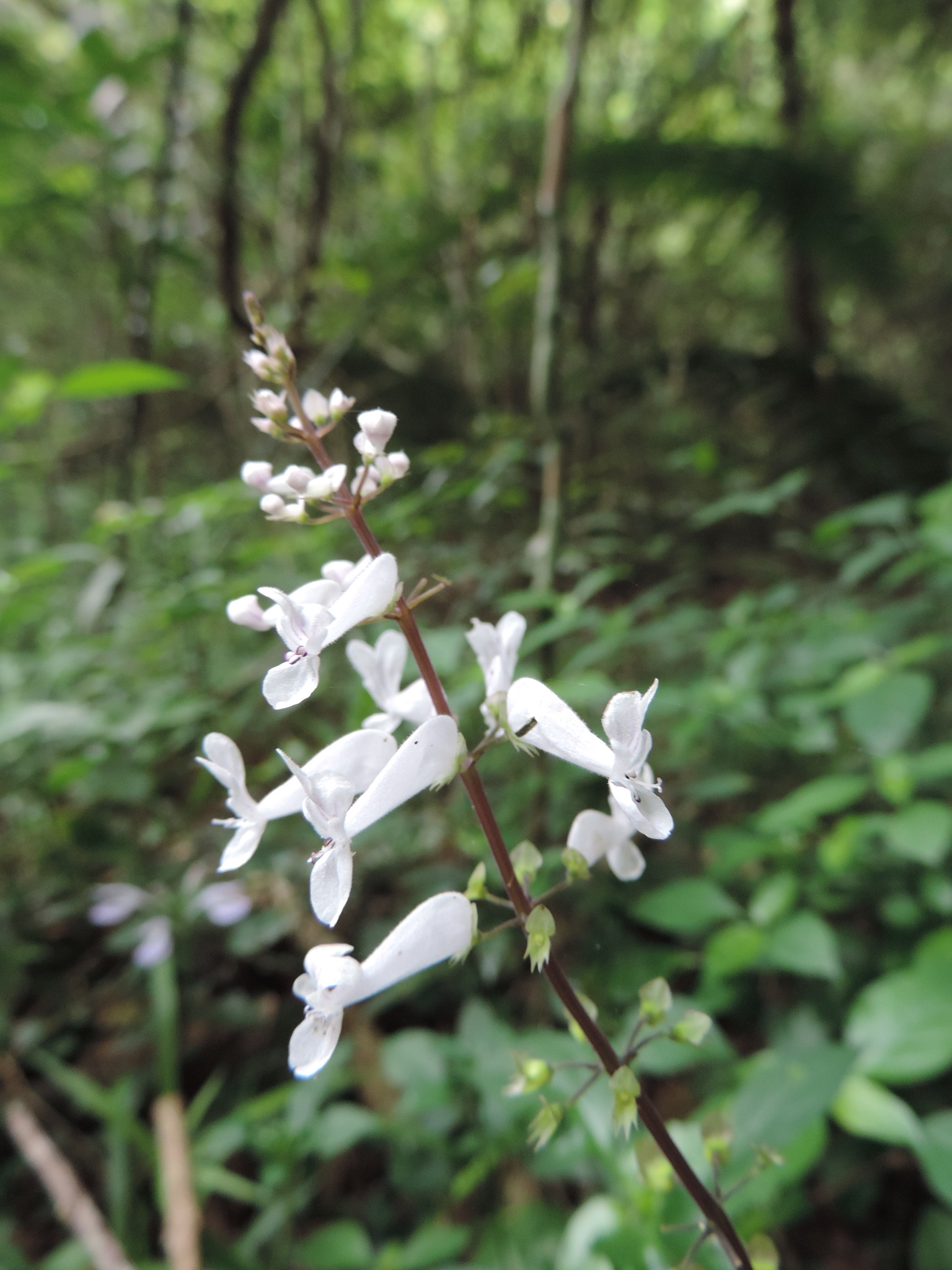 Silverleaf Spurflower Plectranthus Oertendahlii Plants Candide Gardening