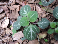 Plectranthus oertendahlii