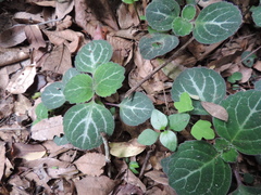 Plectranthus oertendahlii