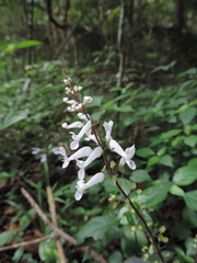 Plectranthus oertendahlii