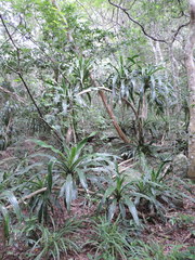 Dracaena aletriformis