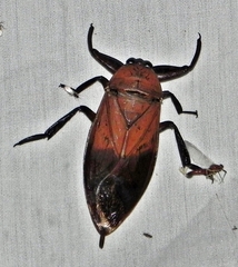 Lethocerus americanus