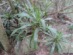 Dracaena aletriformis