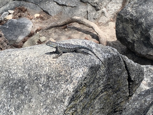 iNaturalist observation photo of Western Fence Lizard