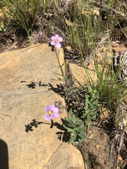 Chaenostoma neglectum