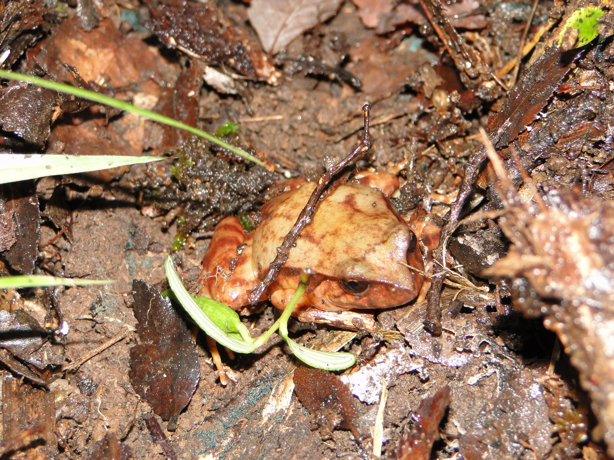 Eupsophus contulmoensis Ortiz, Ibarra-Vidal & Formas, 1989