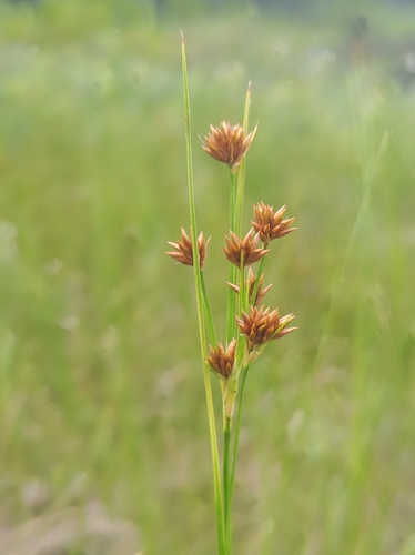 Smooth sawgrass (Cladium mariscoides)