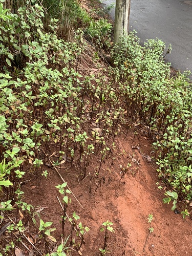 Ageratina adenophora observed 2023-07-19