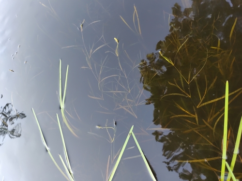 Image of Potamogeton zosteriformis by no rights reserved