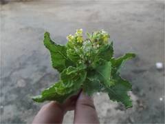 Aloysia barbata