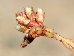 Udara akasa